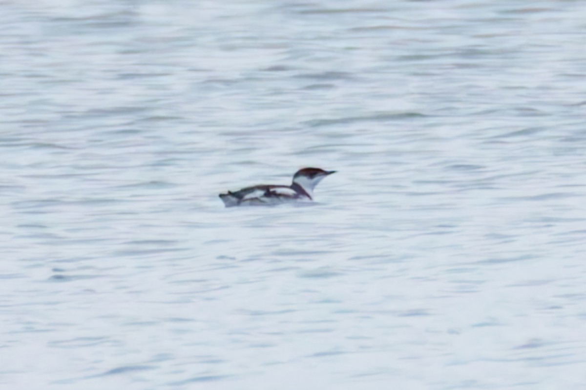 Pottorrotxo marmolairea - ML646844477