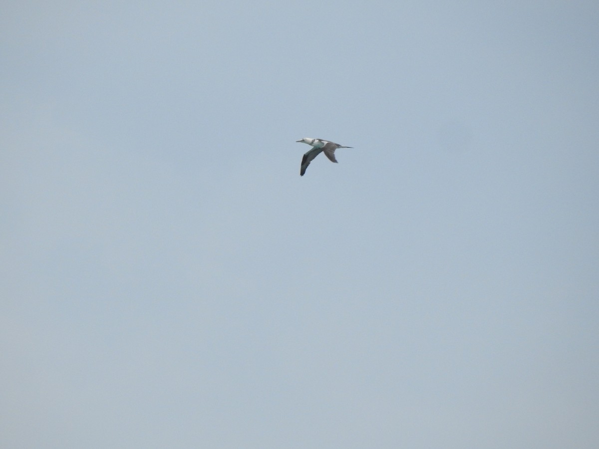 Сула атлантична - ML646844478