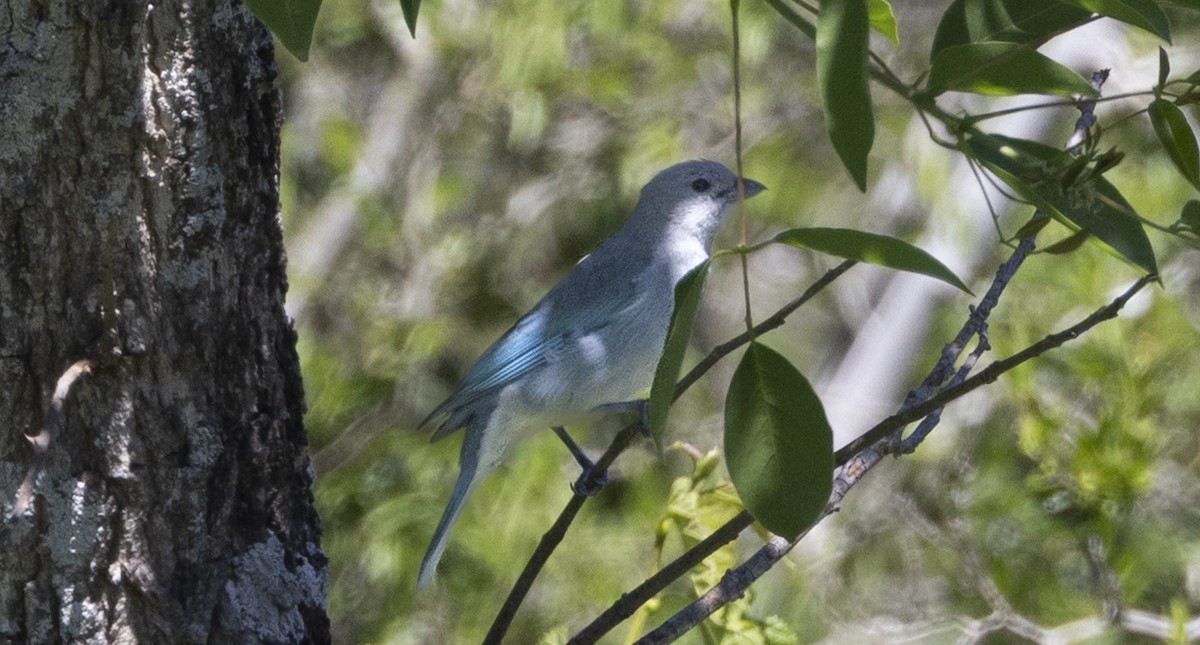 Sayaca Tanager - ML646844482