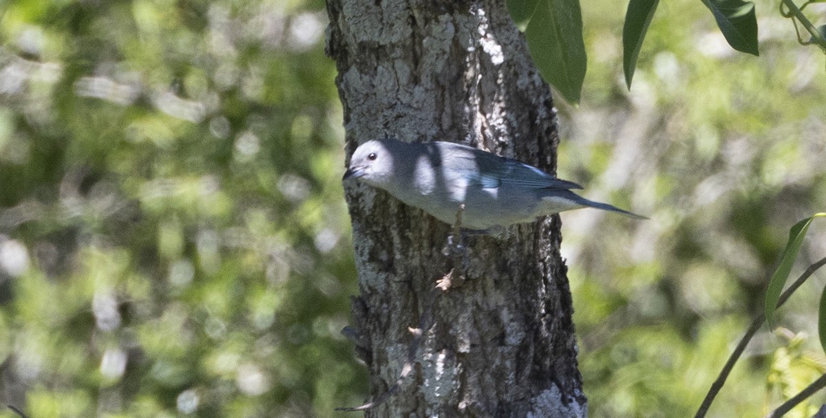 Sayaca Tanager - ML646844483