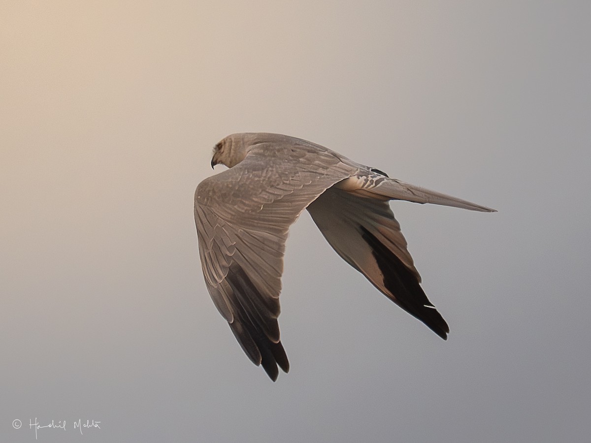 Pallid Harrier - ML646844489
