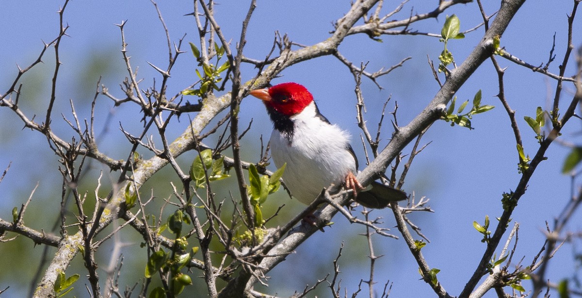 Yellow-billed Cardinal - ML646844492