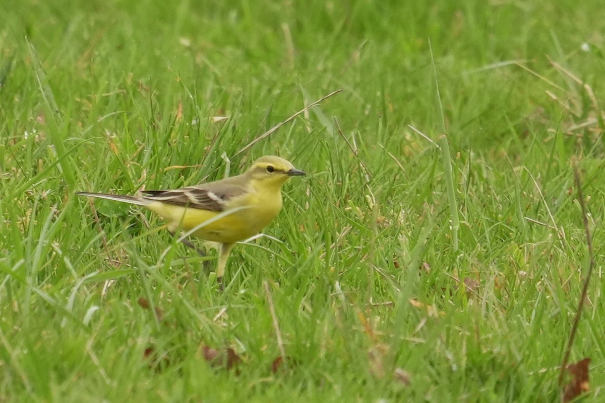 Western Yellow Wagtail (flavissima/lutea) - ML646844494