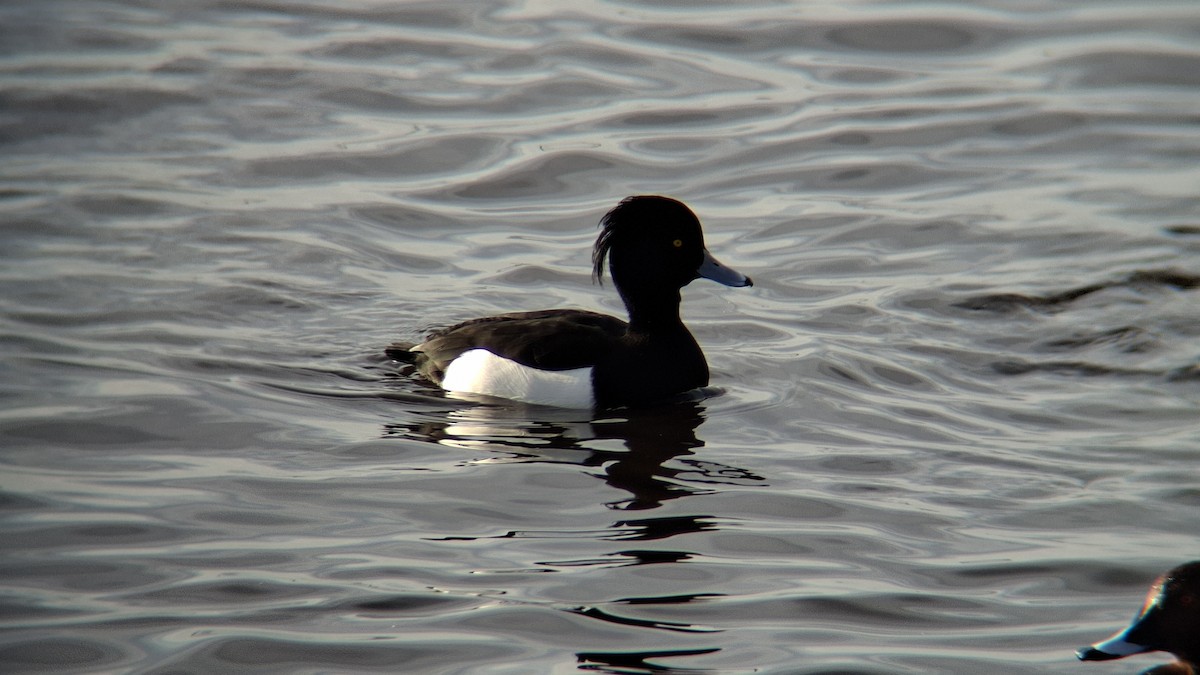 Tufted Duck - ML646844497