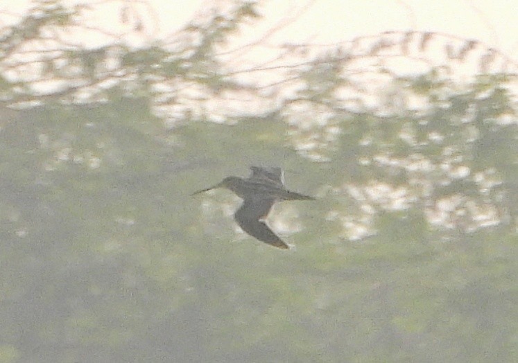 חרטומית ביצות - ML646844498