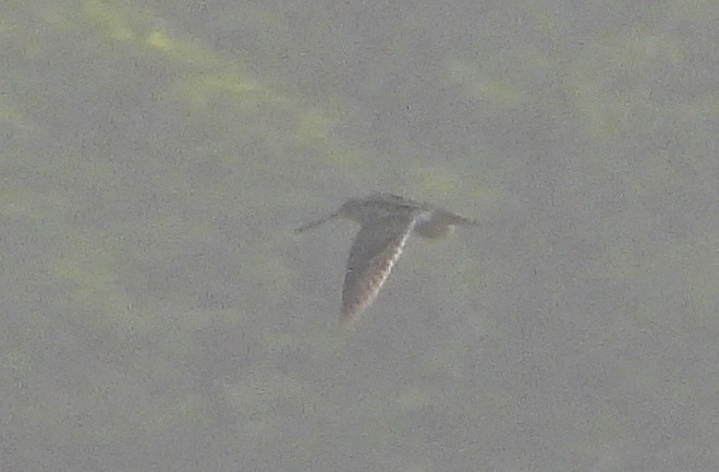 חרטומית ביצות - ML646844499