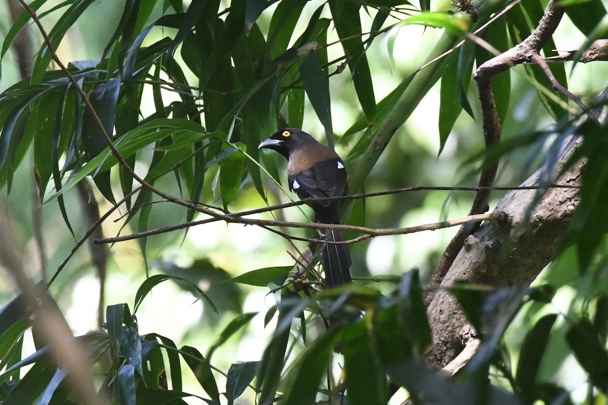 Andaman Treepie - ML646844503