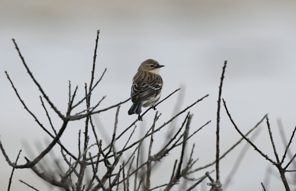 Пісняр-лісовик жовтогузий - ML646844504