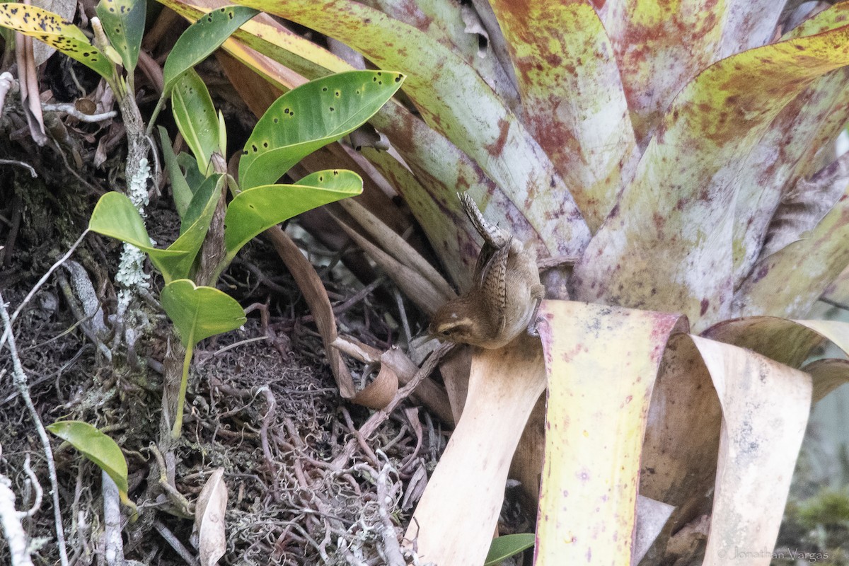 ヤマミソサザイ - ML646844505