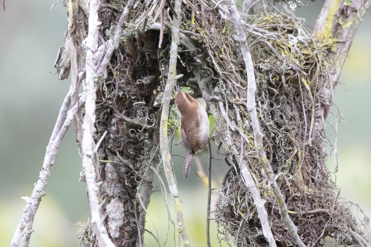 ヤマミソサザイ - ML646844506