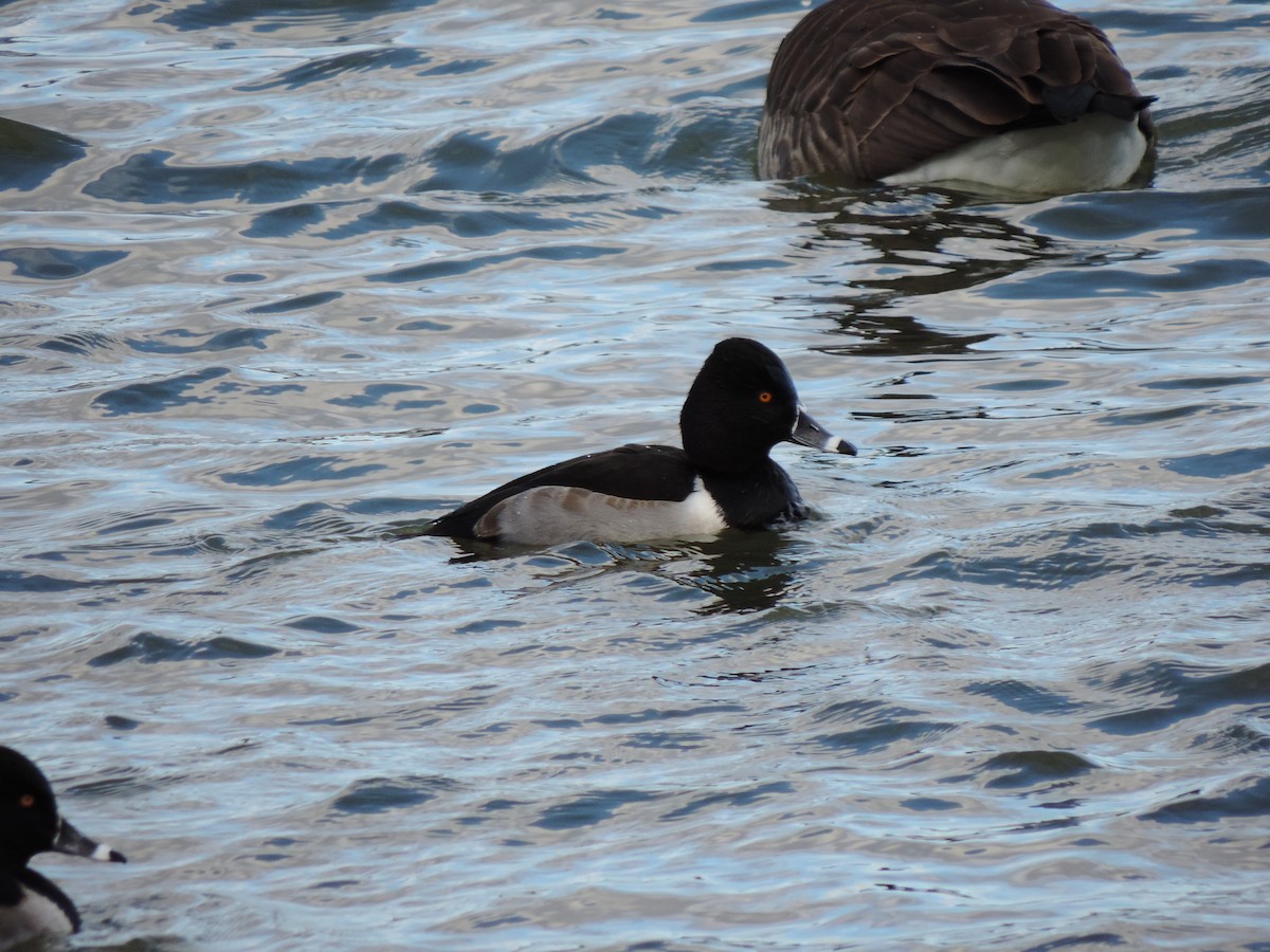 Ring-necked Duck - ML646844507