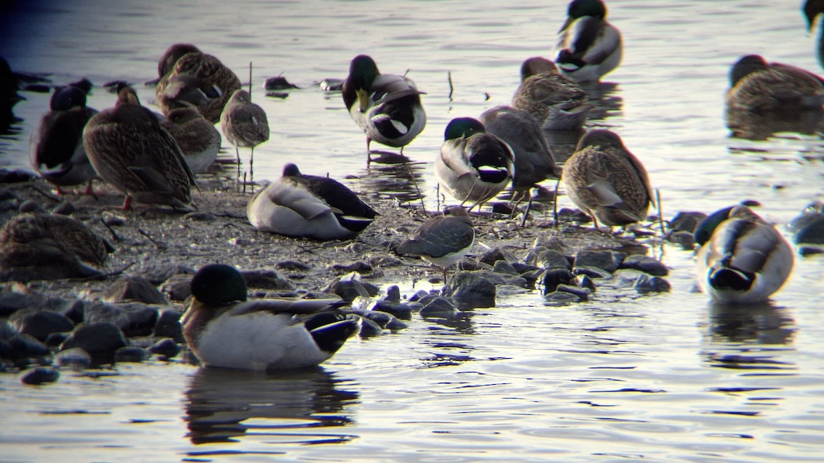 Black-tailed Godwit - ML646844512