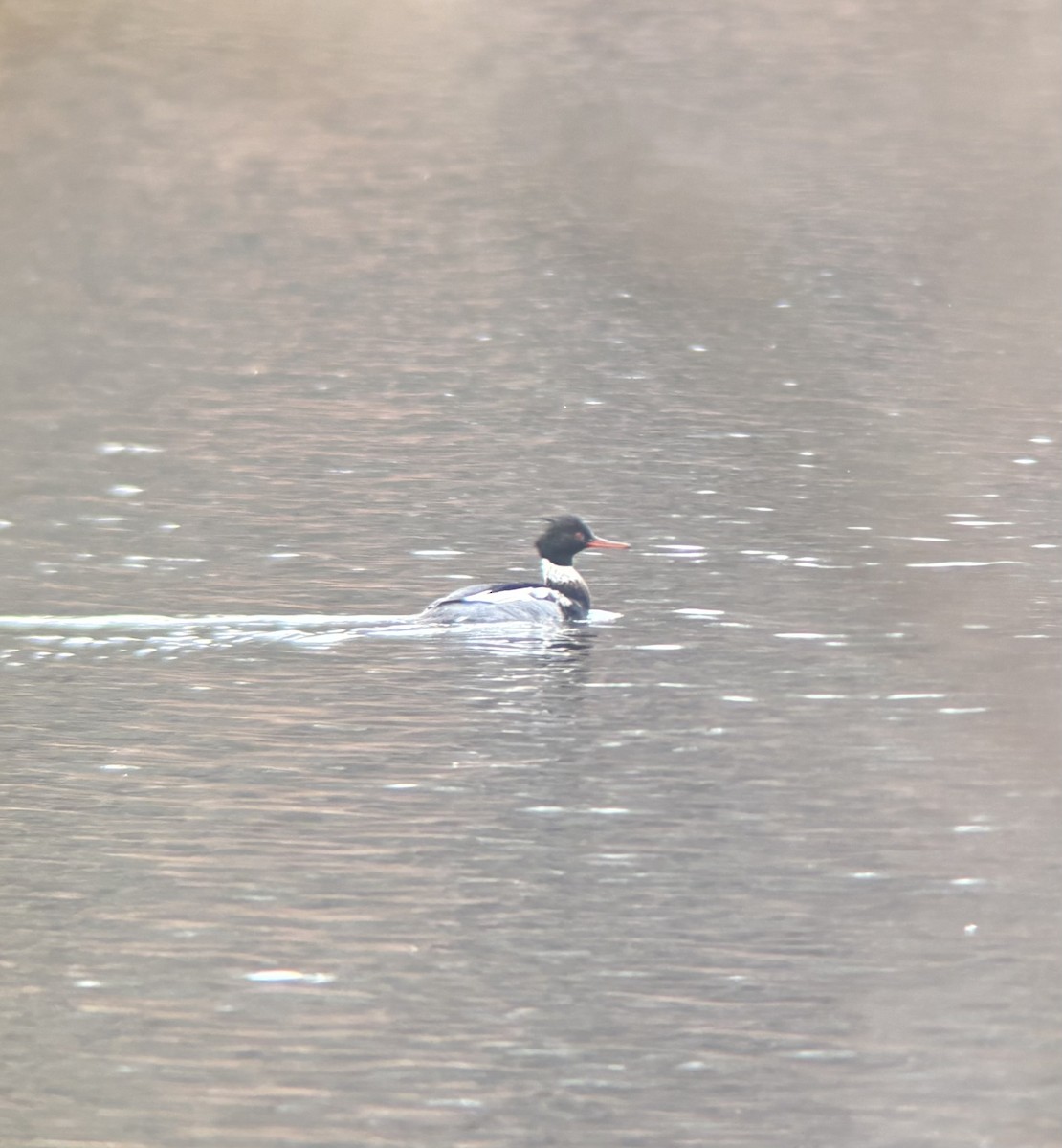 Red-breasted Merganser - ML646844516
