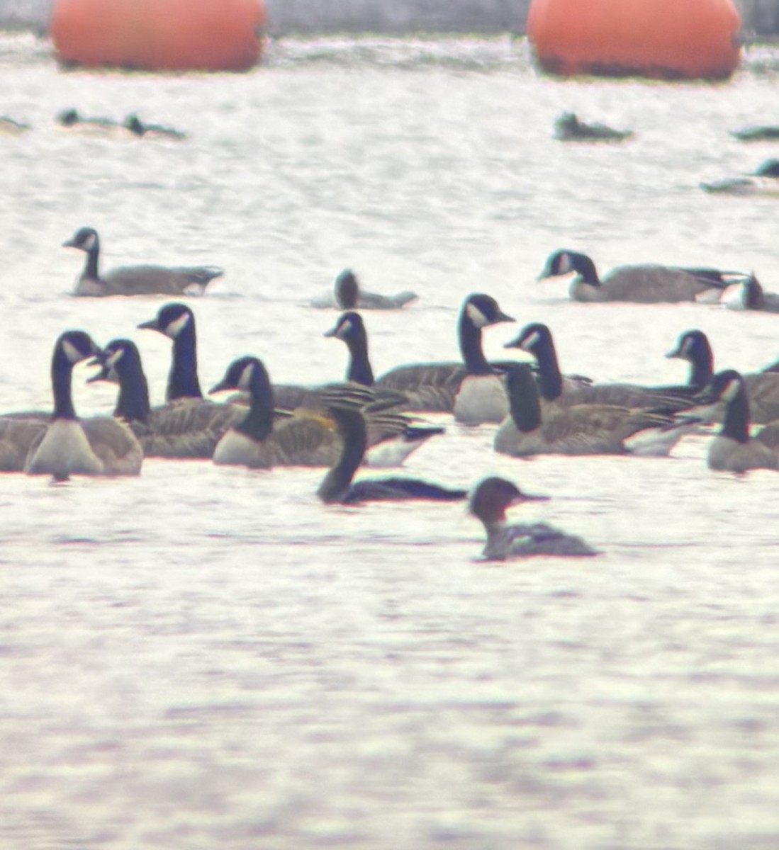 Double-crested Cormorant - ML646844525