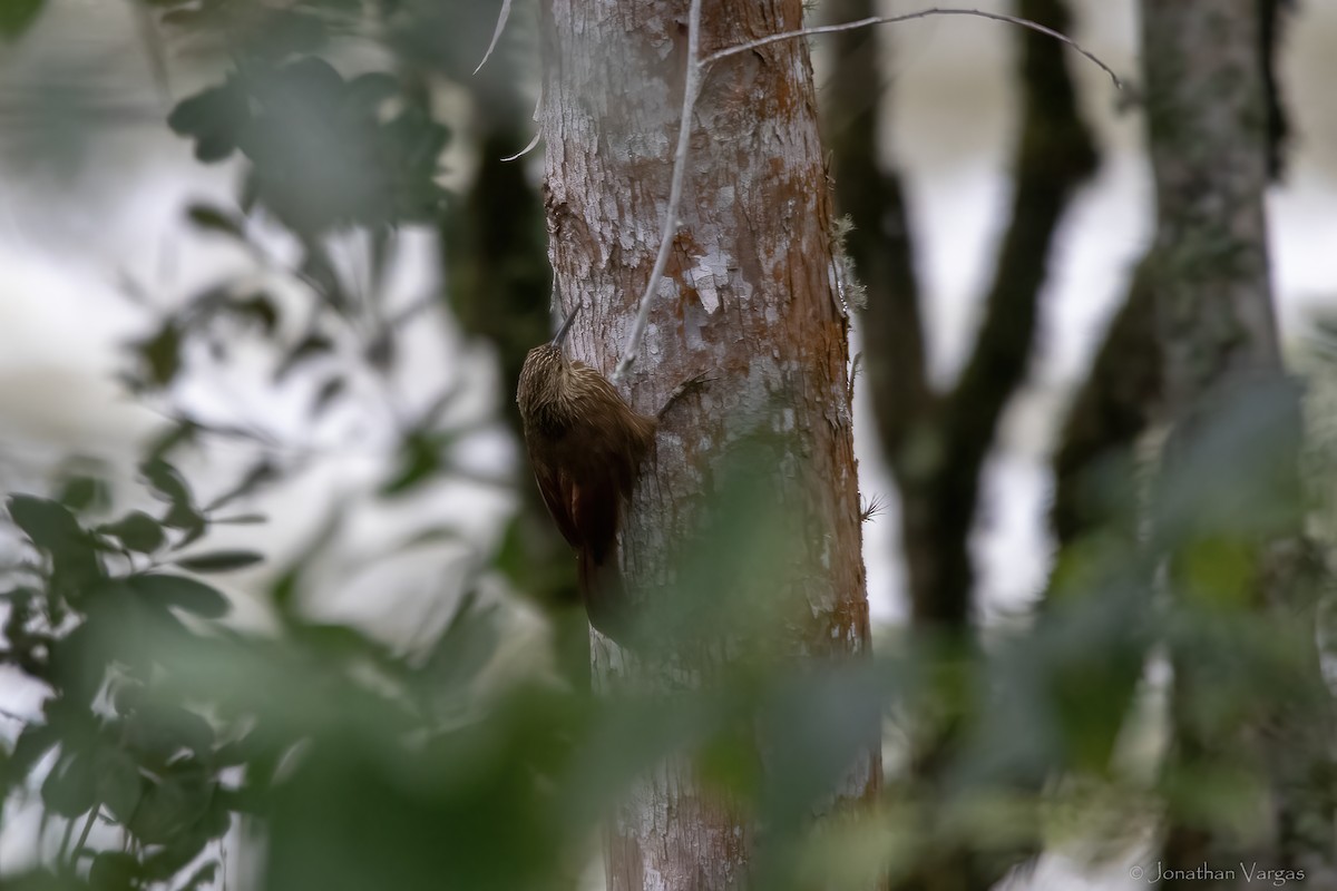 ハシブトオニキバシリ - ML646844526