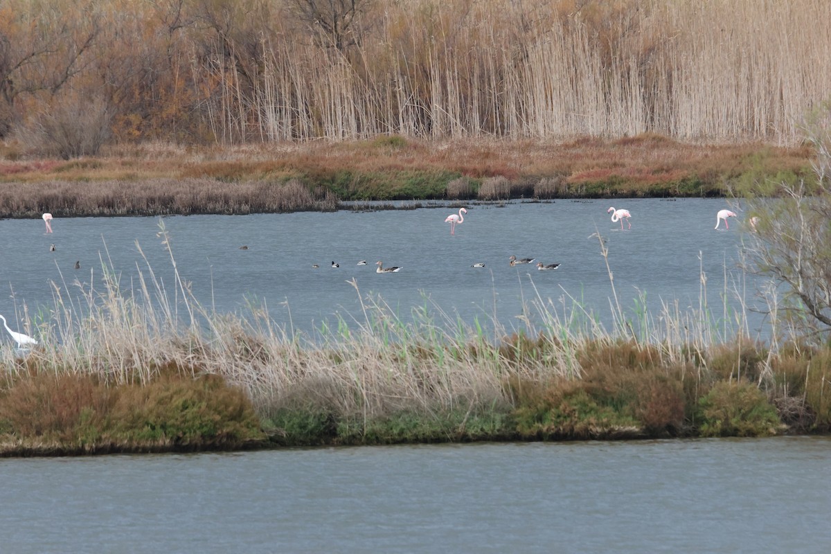 Oie cendrée - ML646844536