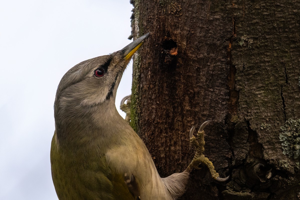Gray-headed Woodpecker - ML646844540