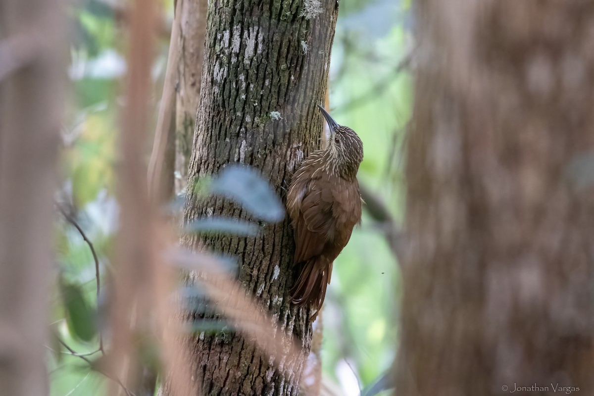 ハシブトオニキバシリ - ML646844541