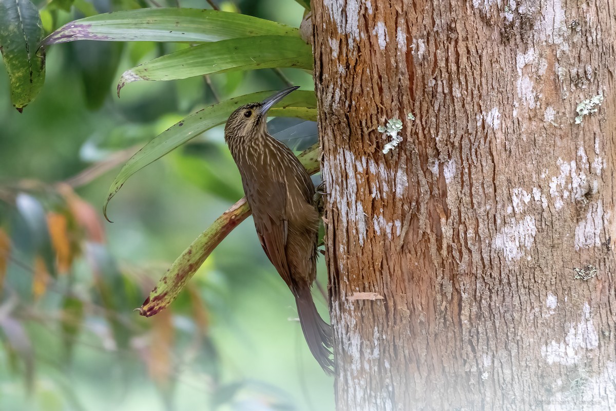 Strong-billed Woodcreeper - ML646844542