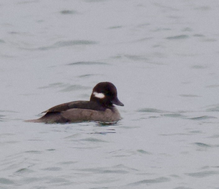 Bufflehead - ML646844544