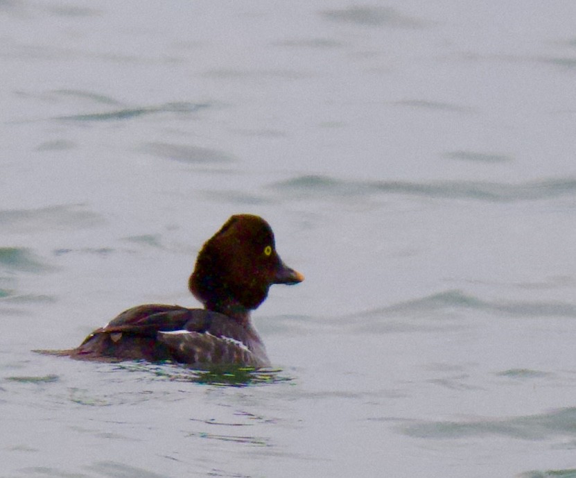 Алаг шунгаач - ML646844548