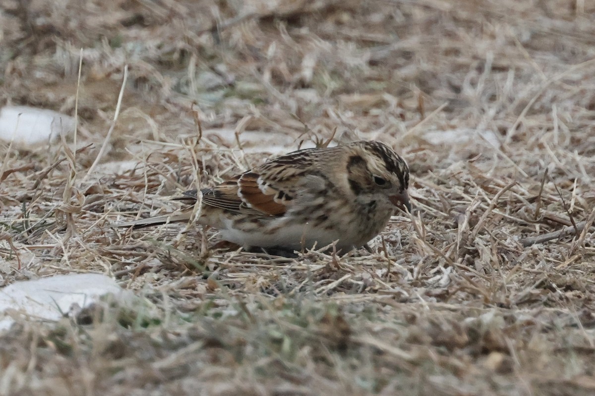 Буулгат хөмрөг - ML646844549