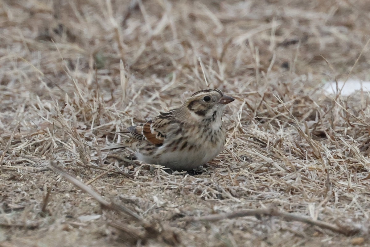 Буулгат хөмрөг - ML646844550