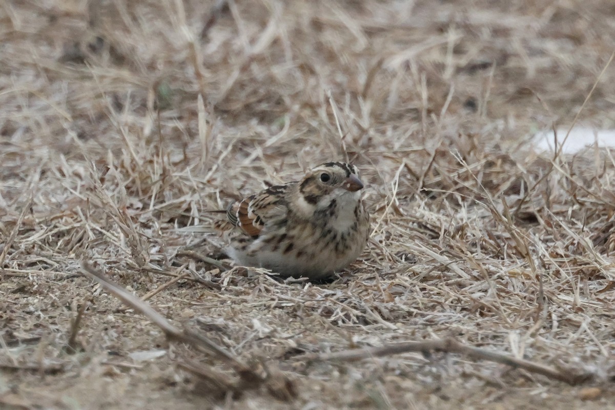 Буулгат хөмрөг - ML646844551