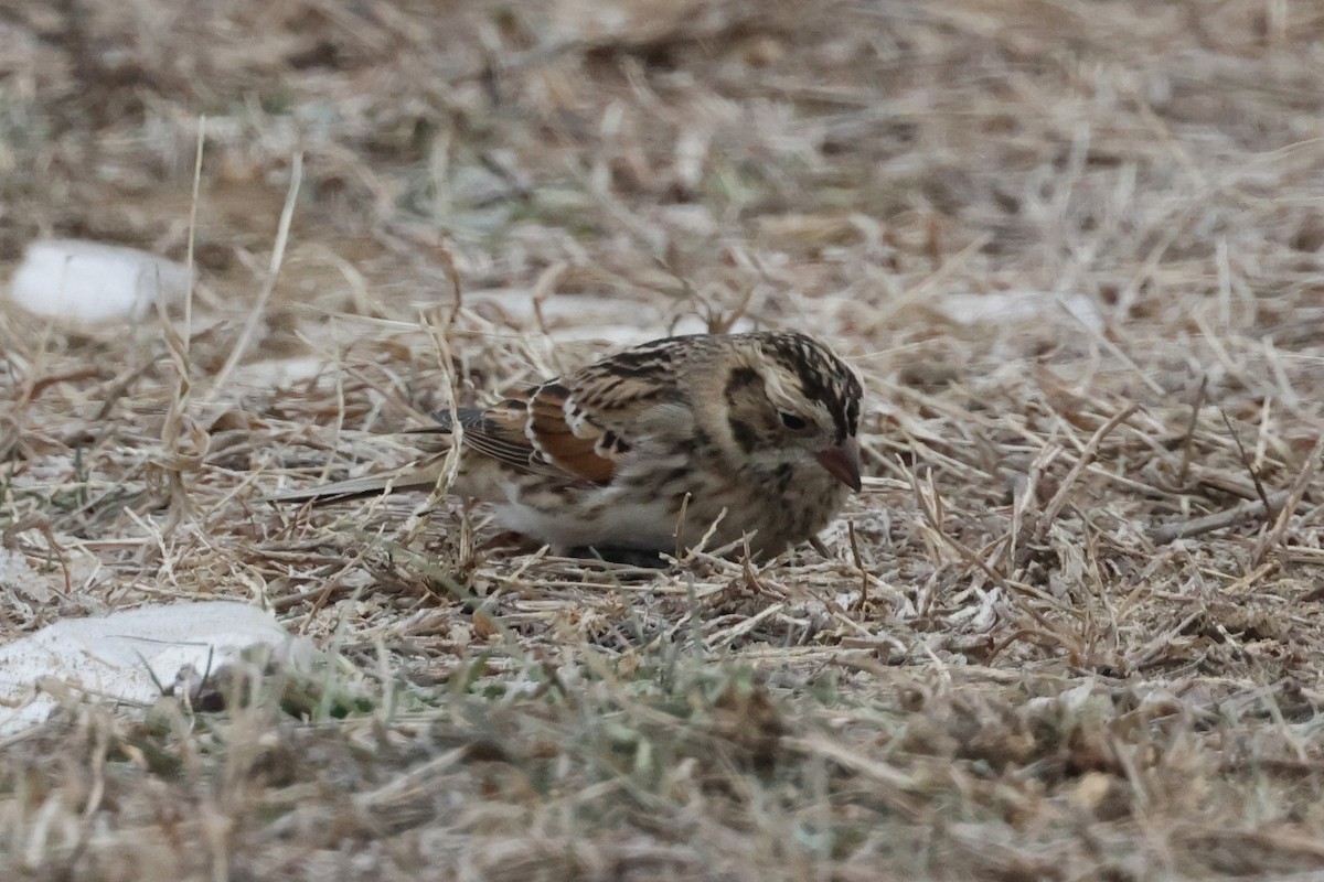 Буулгат хөмрөг - ML646844552