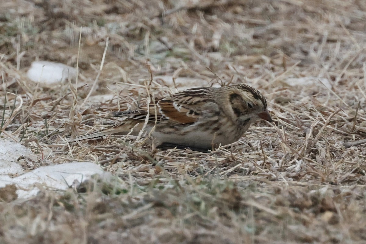 Буулгат хөмрөг - ML646844553