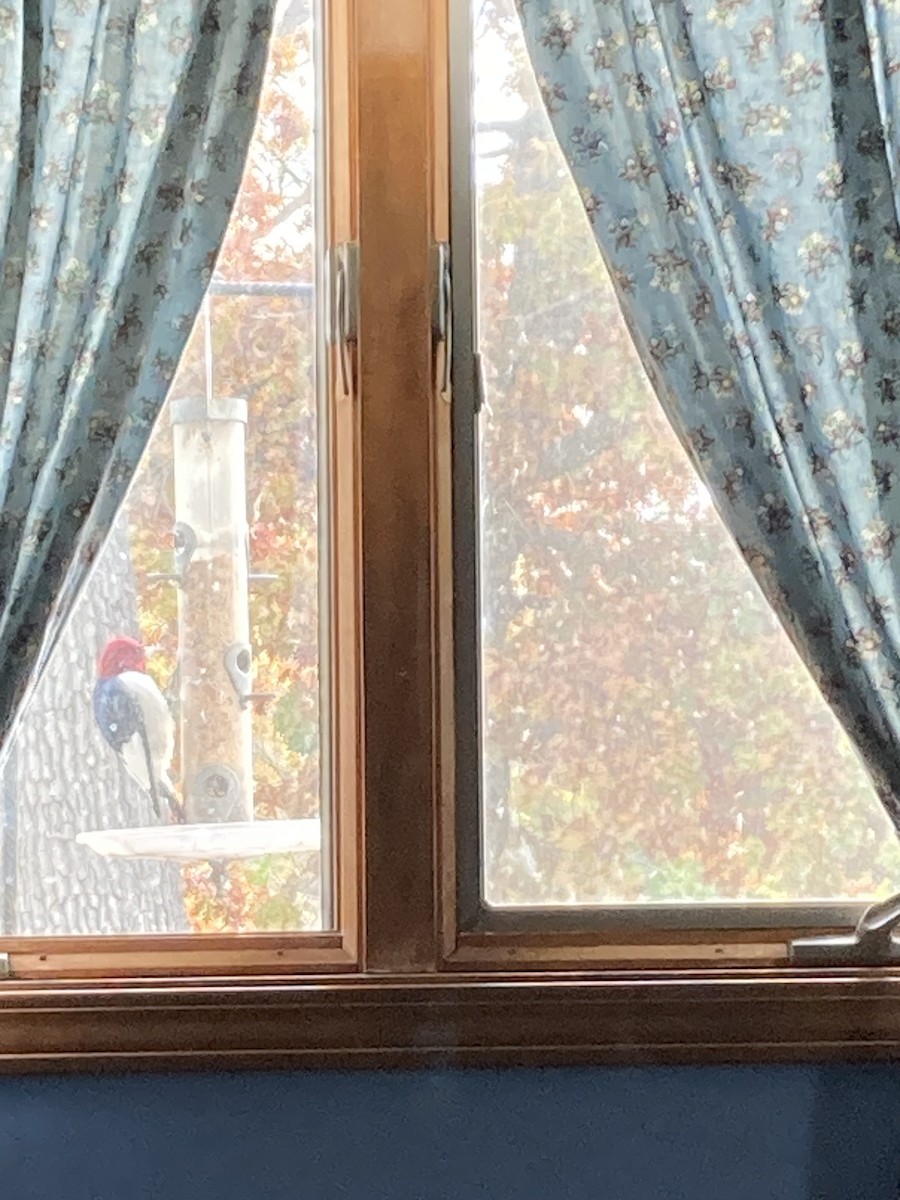 Red-headed Woodpecker - ML646844557