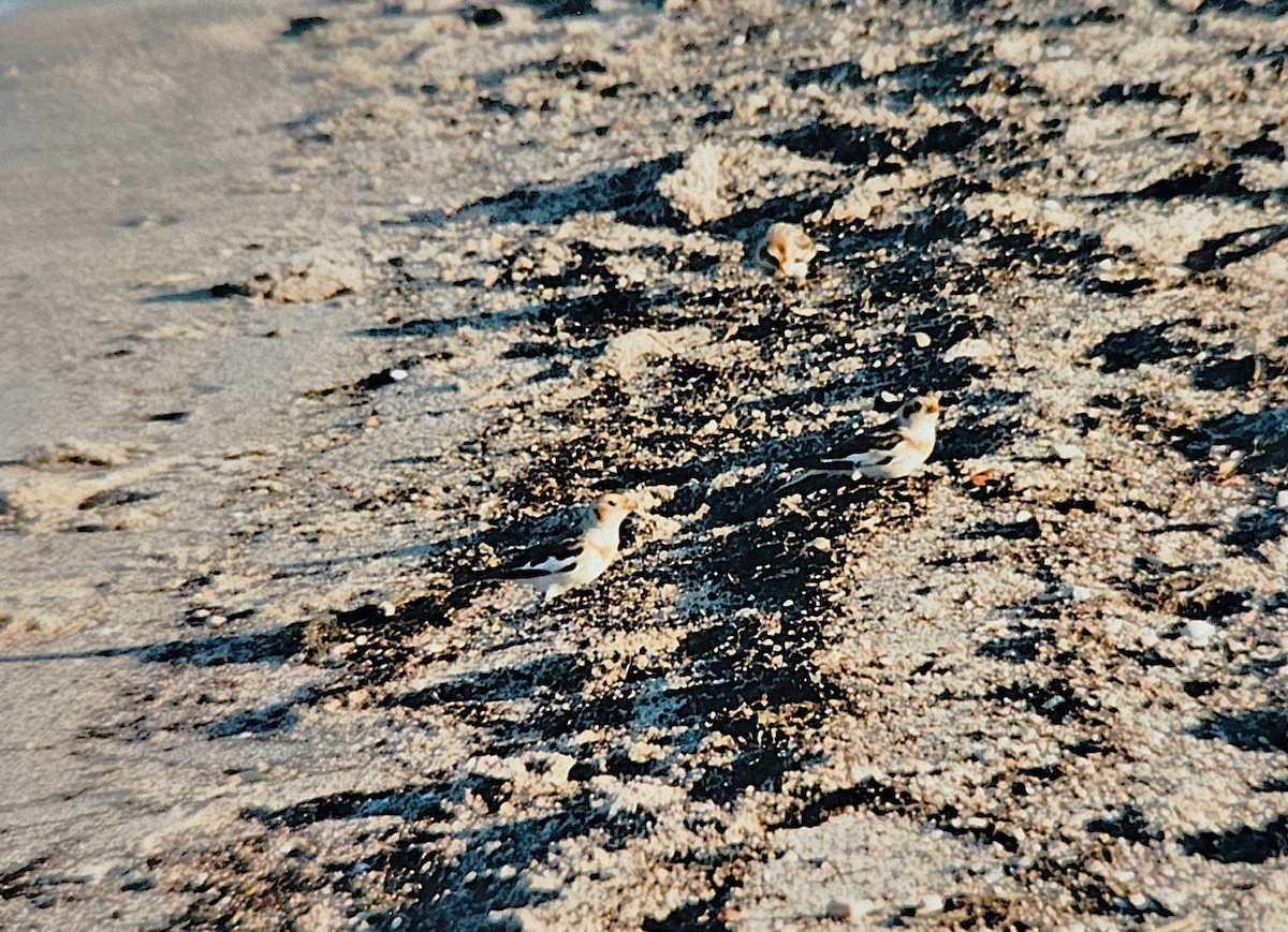 Snow Bunting - ML646844558