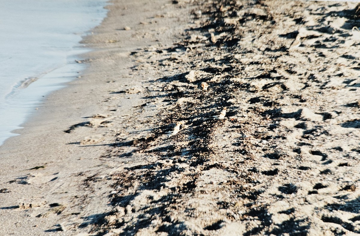 Snow Bunting - ML646844559