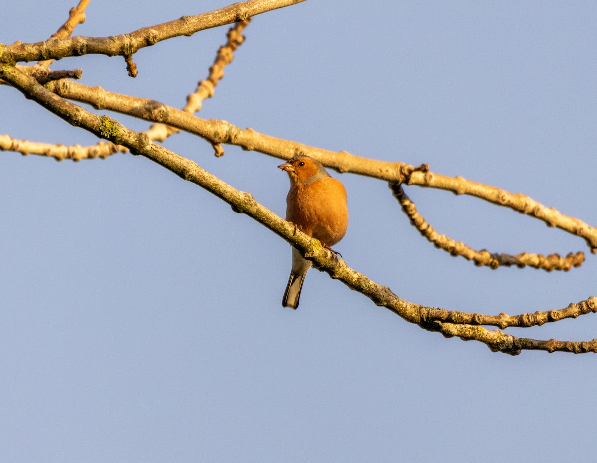 Common Chaffinch - ML646844560