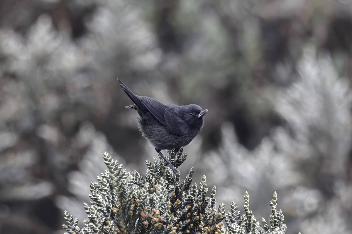 Black Flowerpiercer - ML646844561