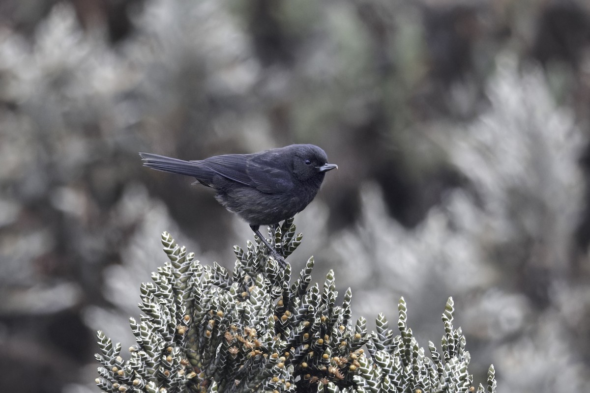 Black Flowerpiercer - ML646844562