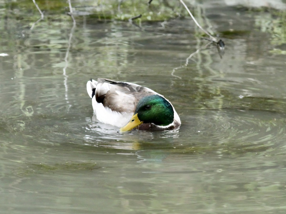 Mallard - ML646844563