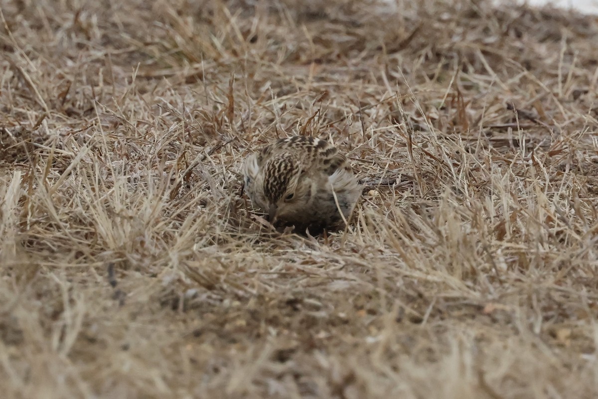 Chestnut-collared Longspur - ML646844564