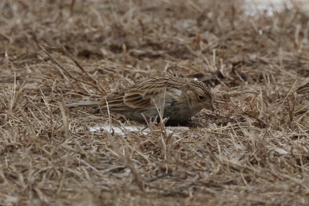 Chestnut-collared Longspur - ML646844565