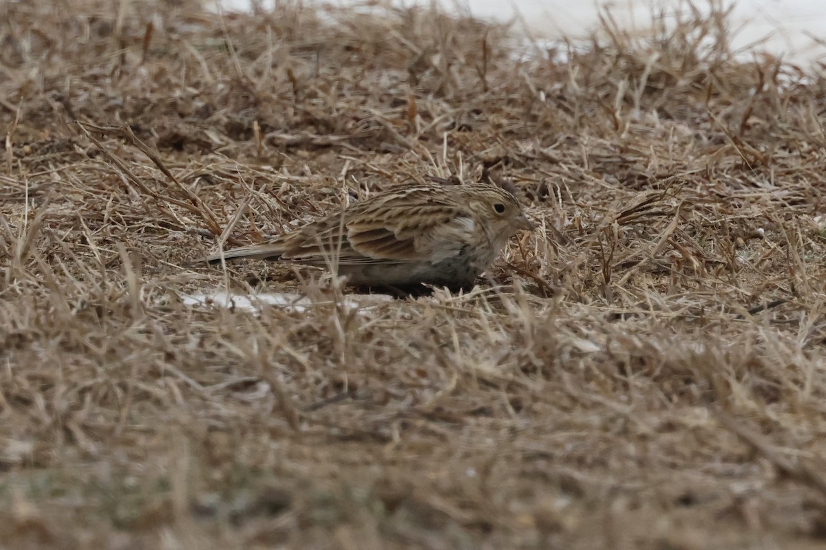 Chestnut-collared Longspur - ML646844566