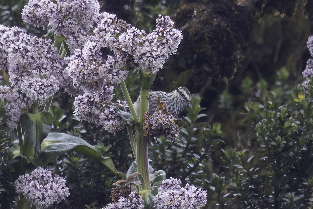 Andean Tit-Spinetail - ML646844567