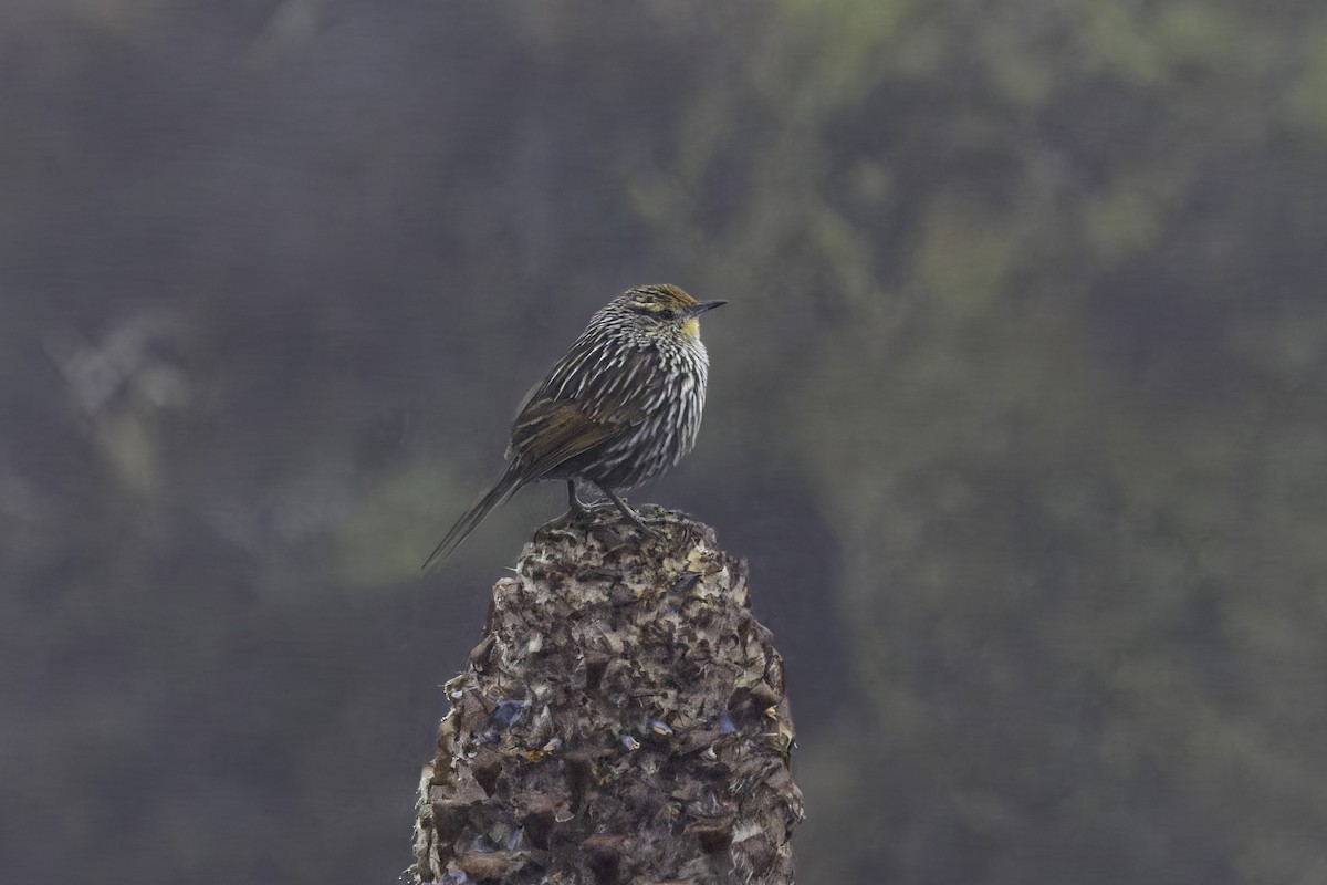 Andean Tit-Spinetail - ML646844568