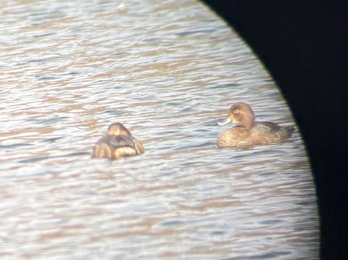 Redhead - ML646844569