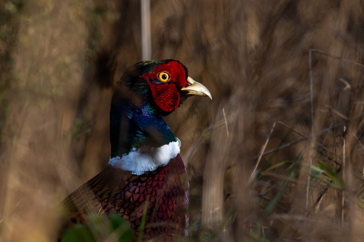 Ring-necked Pheasant - ML646844570