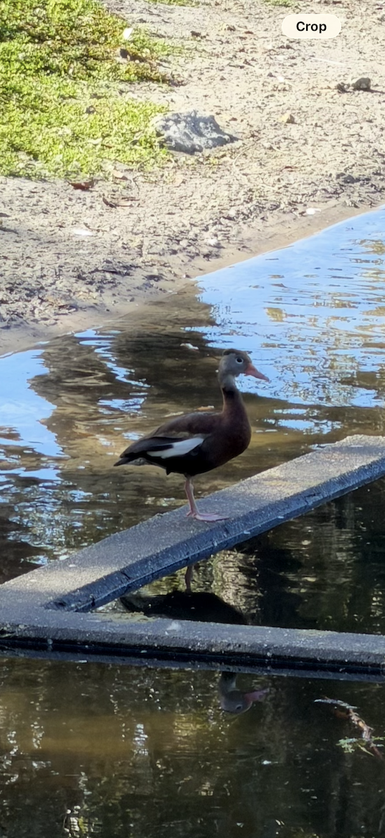 Black-bellied Whistling-Duck - ML646844571