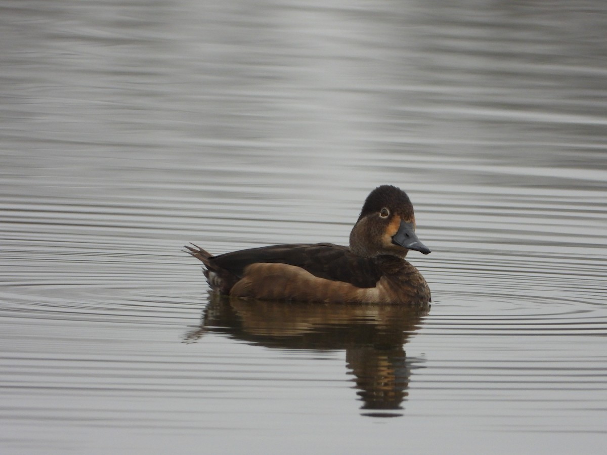 Ring-necked Duck - ML646844572
