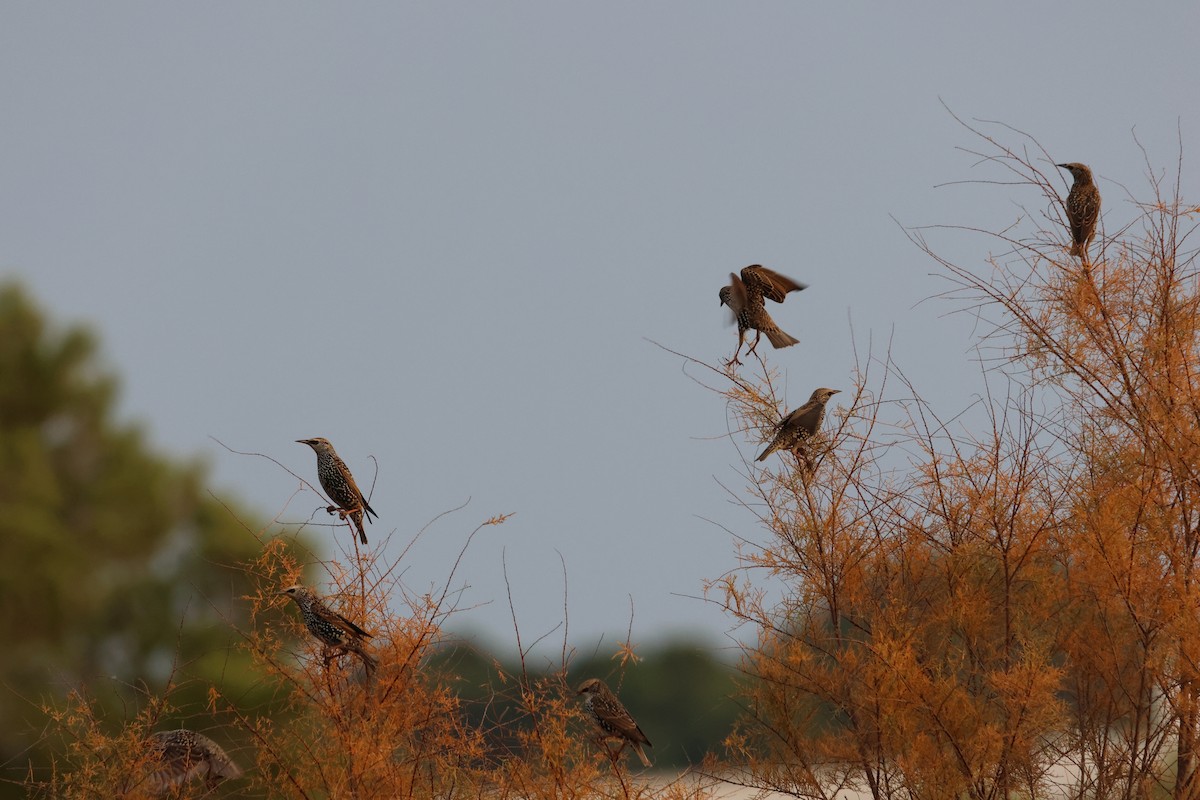 European Starling - ML646844573