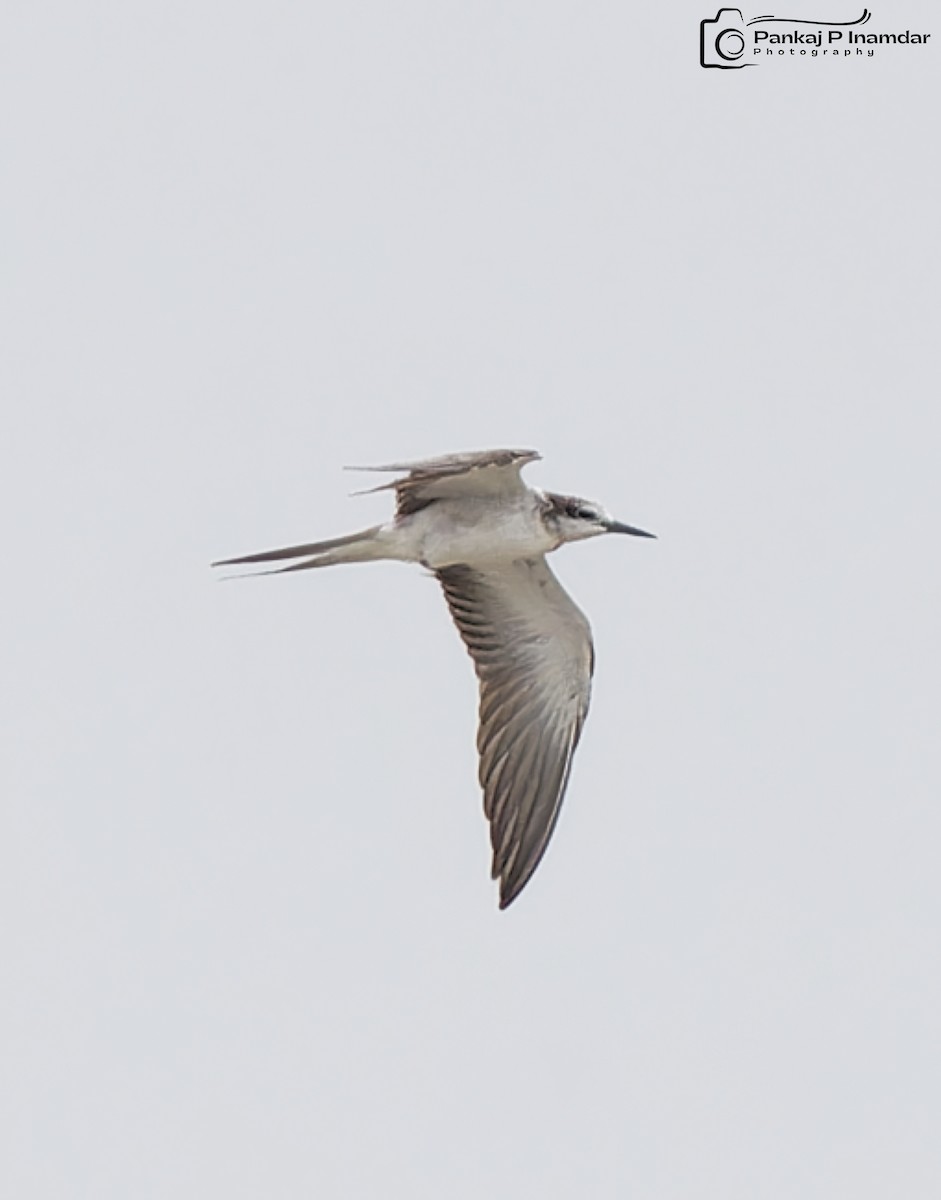 Bridled Tern - ML646844577