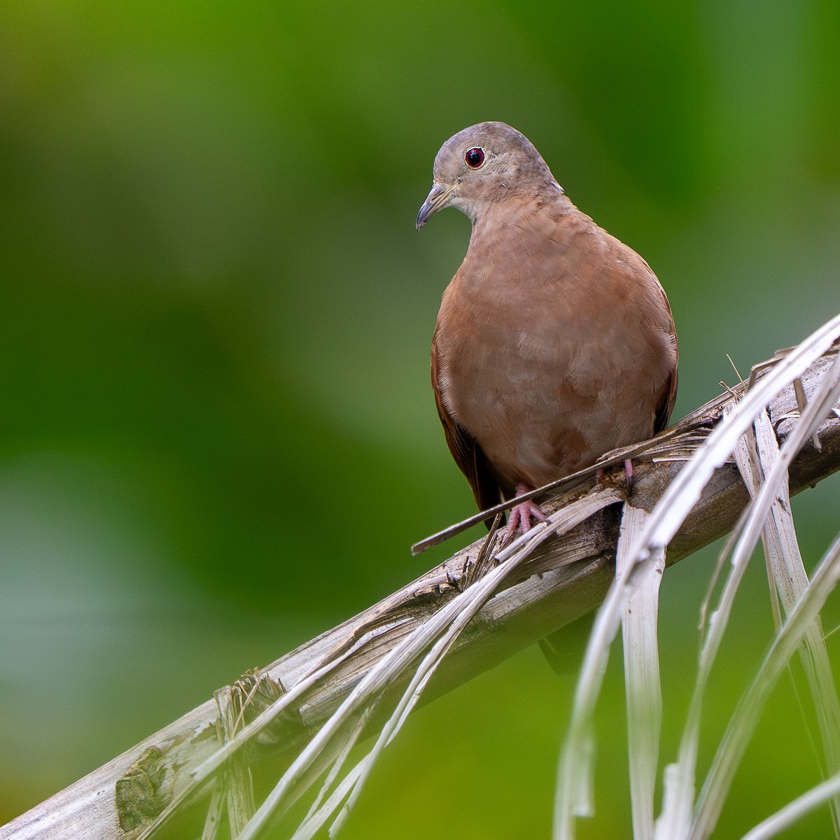 Ruddy Ground Dove - ML646844578