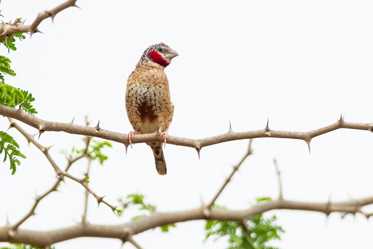 Cut-throat - ML646844579